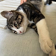 Maurice participe au concours pour gagner de l'argent avec cette photo : cat, tabby, white_paws, bed, stretching, relaxed, sleepy, pet, hand, fur, whiskers, closeup, indoor, resting, animal, cute, domestic, feline, soft, comfortable