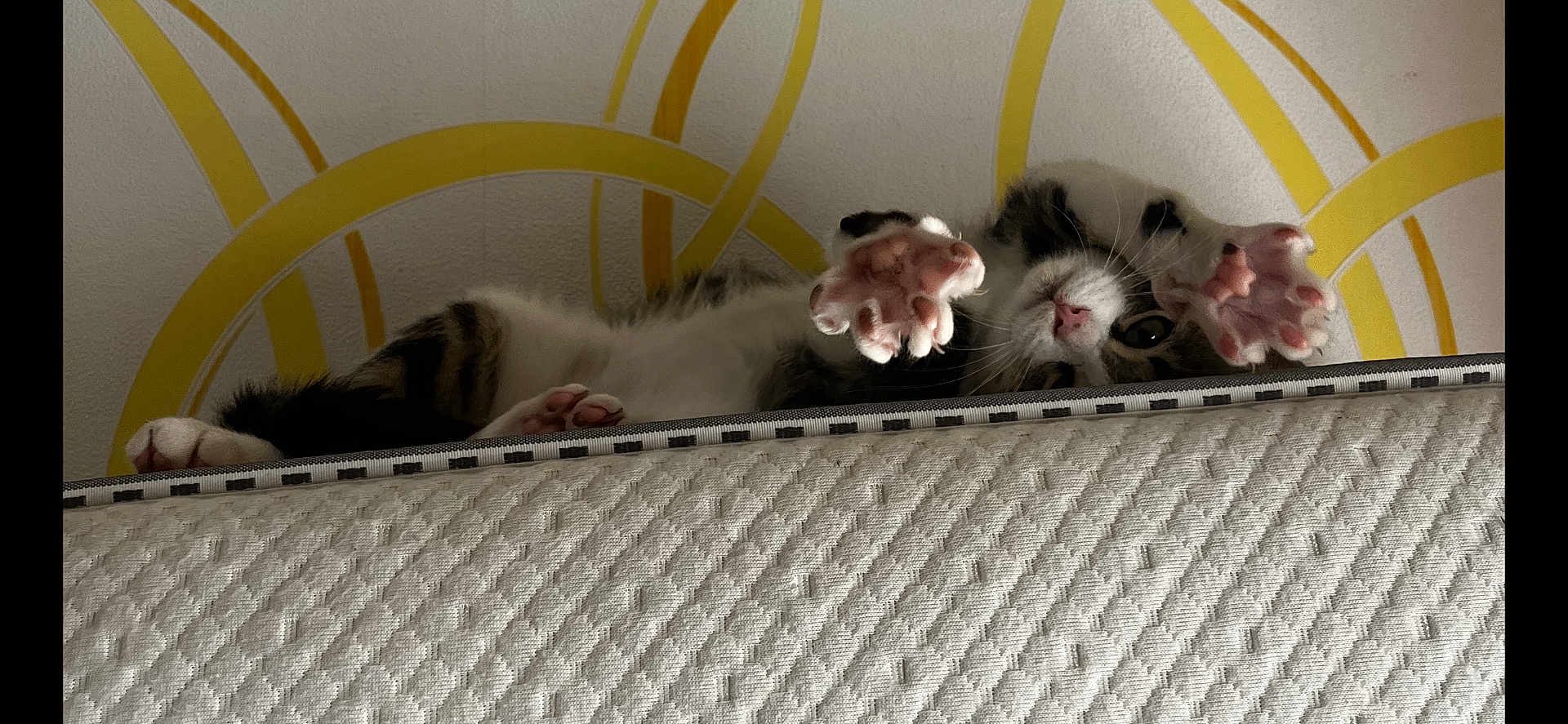 Maurice a rejoint le concours — aidez-le/la à gagner de superbes lots ! cat, paw, mattress, white, yellow, wall, pattern, curious, stretching, playful, indoor, pet, feline, fur, whiskers, pink_paw_pads, relaxed, cozy, close_up, animal