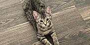 Odessa is registered to the contest to win money with this photo: kitten, cat, tabby, floor, wood_floor, pet, animal, indoor, young_cat, curious, ears, whiskers, paws, striped, feline, looking_up, laying_down, domestic_cat, playful, cute