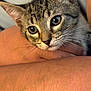 Odessa is registered to the contest to win money with this photo: kitten, tabby, cat, close_up, fur, whiskers, eyes, person, arm, skin, resting, domestic_animal, pet, cute, animal, indoor, young, mammal, portrait, soft