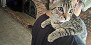 Odessa joined the competition — help win amazing prizes! cat, kitten, tabby, indoor, person, shoulder, glasses, black_shirt, carpet, brick_wall, fireplace, furniture, curious, pet, animal, whiskers, ears, closeup, young, domestic