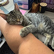 Odessa joined the competition — help win amazing prizes! tabby_cat, sleeping_cat, pet, domestic_cat, paw, arm, human_arm, resting, cozy, indoor, desk, drawer, personal_items, wooden_surface, relaxation, close_up, feline, companionship, nap, home