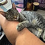 tabby_cat, sleeping_cat, pet, domestic_cat, paw, arm, human_arm, resting, cozy, indoor, desk, drawer, personal_items, wooden_surface, relaxation, close_up, feline, companionship, nap, home
