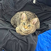 Odessa joined the competition — help win amazing prizes! cat, tabby, animal, pet, feline, curled_up, blanket, black_blanket, blue_blanket, indoor, resting, cute, whiskers, ears, fur, eyes, looking_at_camera, cozy, soft, domestic_animal