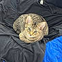 cat, tabby, animal, pet, feline, curled_up, blanket, black_blanket, blue_blanket, indoor, resting, cute, whiskers, ears, fur, eyes, looking_at_camera, cozy, soft, domestic_animal
