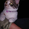 Lily joined the competition — help win amazing prizes! cat, kitten, pet, animal, feline, white_fur, gray_fur, tabby, pink_collar, bell, alert, wide_eyes, pointed_ears, whiskers, sitting, indoors, dark_background, human_arm, portrait, flash_photography