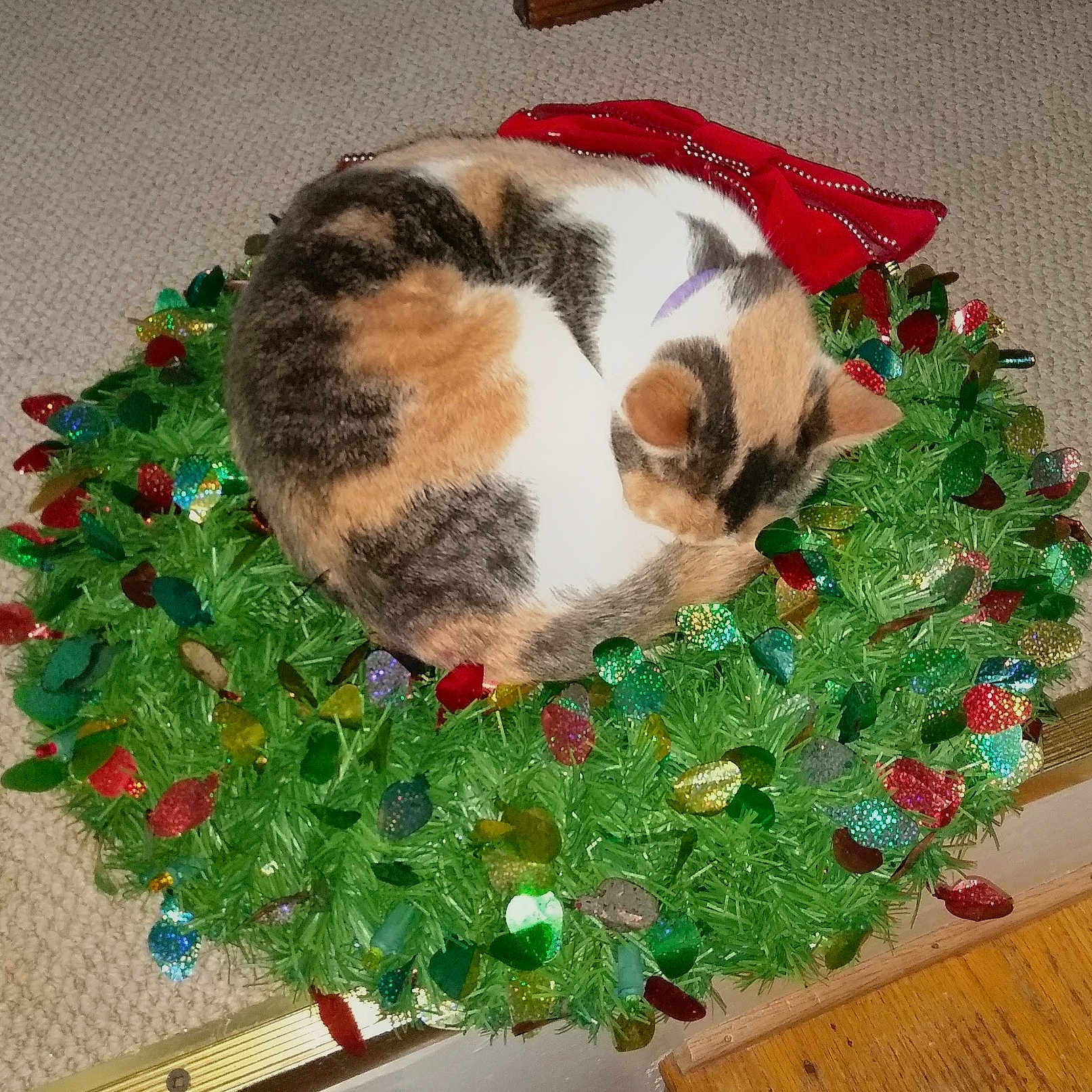 Lily
