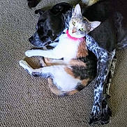 Lily is registered to the contest to win money with this photo: cat, dog, calico_cat, black_and_white_dog, pets, animal, cuddling, sleeping, lying_down, carpet, indoor, home, friendship, companionship, pink_collar, green_eyes, fur, blanket, cozy, portrait