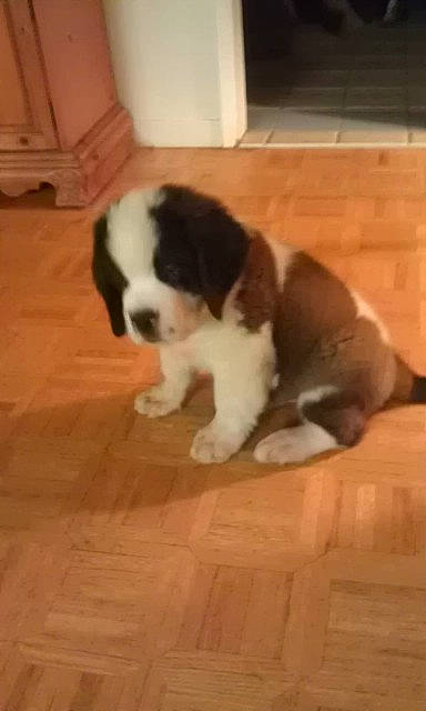 Teddy Bear is registered to the contest to win money with this photo: bored, carnivore, companion_dog, dog, dog_breed, floor, flooring, fur, hardwood, laminate_flooring, moscow_watchdog, snout, sporting_group, st_bernard, tail, varnish, wood, wood_flooring, wood_stain, working_animal