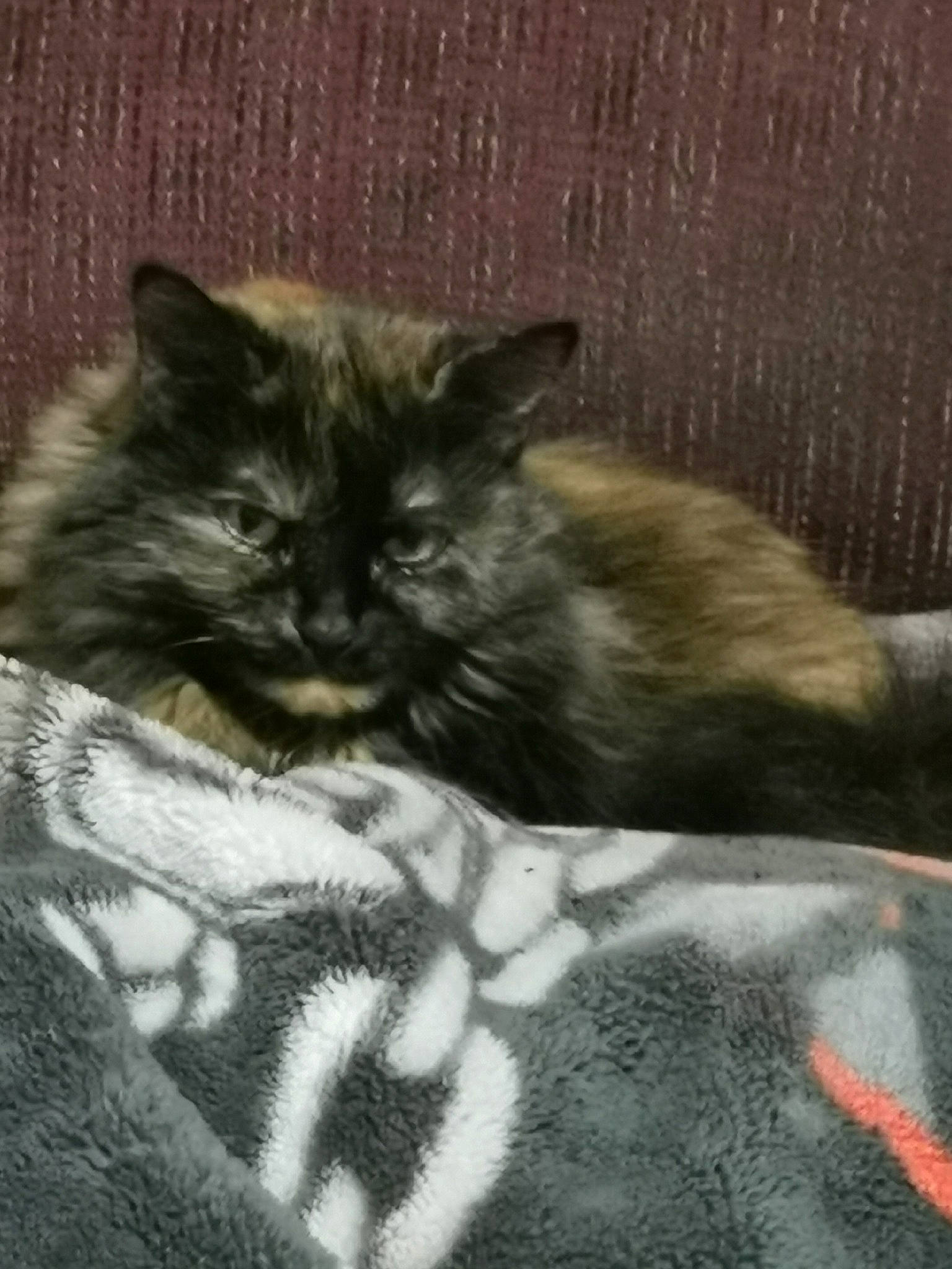 Pookie is registered to the contest to win money with this photo: black_cat, british_longhair, carnivore, cat, cat_supply, claw, comfort, domestic_short_haired_cat, felidae, fur, grey, monochrome_photography, nap, paw, small_to_medium_sized_cats, snout, tail, terrestrial_animal, whiskers