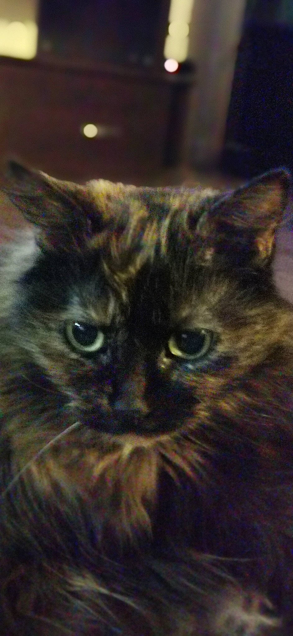 Pookie joined the competition — help win amazing prizes! art, carnivore, cat, domestic_short_haired_cat, electric_blue, felidae, fur, painting, small_to_medium_sized_cats, snout, terrestrial_animal, whiskers, window