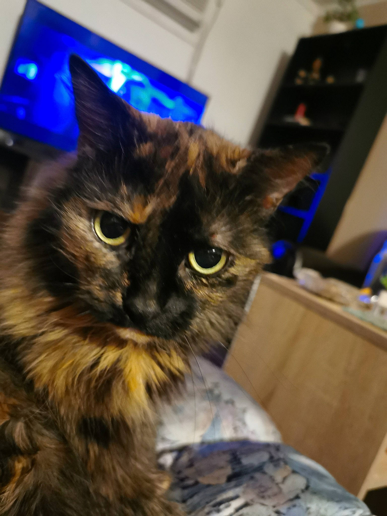 Pookie a rejoint le concours — aidez-le/la à gagner de superbes lots ! blue, box, carnivore, cat, domestic_short_haired_cat, electric_blue, felidae, fur, small_to_medium_sized_cats, snout, whiskers, window