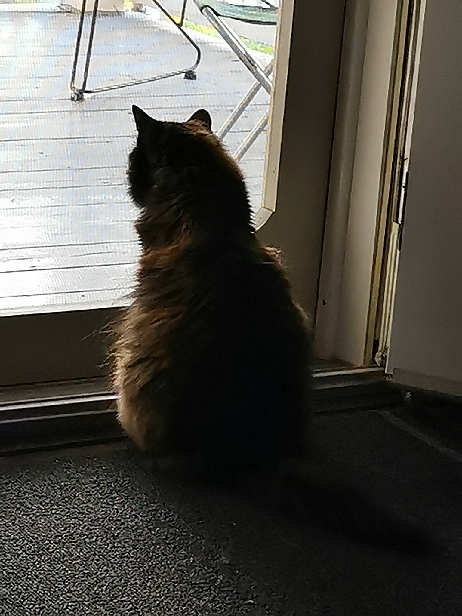 Pookie participe au concours pour gagner de l'argent avec cette photo : black_cat, carnivore, cat, darkness, domestic_short_haired_cat, felidae, flooring, fur, glass, hardwood, road_surface, shadow, small_to_medium_sized_cats, snout, tail, tints_and_shades, tree, whiskers, window, wood