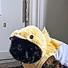 Princess is registered to the contest to win money with this photo: cat, costume, yellow, black_cat, indoor, animal, pet, feline, fur, face, expression, clothing, cute, funny, portrait, domestic, mammal, whiskers, hat, animal_costume