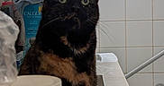 Princess is registered to the contest to win money with this photo: cat, tortoiseshell, bathroom, sink, toiletries, towel, window, tile, curtains, indoor, pet, feline, domestic_animal, countertop, curious, animal, household, closeup, container, cleaning_product