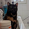 cat, tortoiseshell, bathroom, sink, toiletries, towel, window, tile, curtains, indoor, pet, feline, domestic_animal, countertop, curious, animal, household, closeup, container, cleaning_product