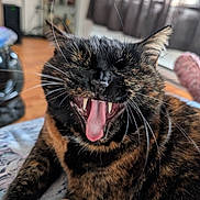 Princess joined the competition — help win amazing prizes! cat, tortoiseshell, animal, pet, indoor, close_up, yawning, teeth, tongue, whiskers, fur, relaxed, cozy, feline, mouth_open, expression, blurred_background, home, resting, cute