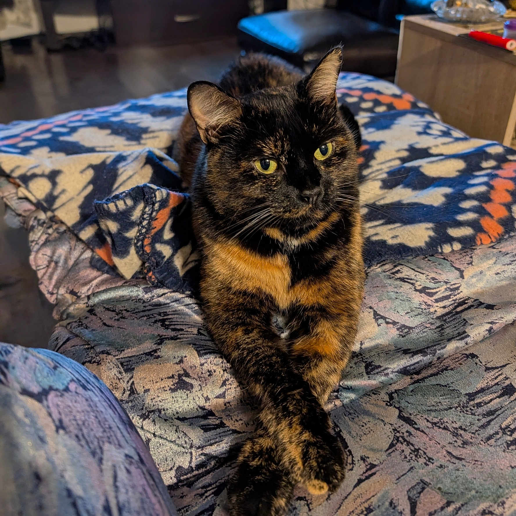 Princess is registered to the contest to win money with this photo: cat, tortoiseshell, feline, animal, pet, indoor, blanket, patterned, crossed_paws, relaxed, cute, fur, whiskers, yellow_eyes, domestic_cat, resting, cozy, comfortable, home, soft_light