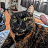 Princesse participe au concours pour gagner de l'argent avec cette photo : bed, blanket, cat, close_up, cozy, curtains, domestic_pet, ears, feline, fur, green_eyes, home, indoor, living_room, nose, paw, portrait, relaxed, tortoiseshell_cat, whiskers