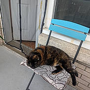 Princesse participe au concours pour gagner de l'argent avec cette photo : animal, black, blue, cat, chair, cushion, door, feline, floor, home, mesh_door, outdoor, pet, porch, quiet, relaxation, resting, sleeping, tortoiseshell_cat, window