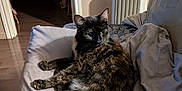 Princesse participe au concours pour gagner de l'argent avec cette photo : adult, animal, architecture, bed, building, cat, chair, couch, furniture, hardwood, homedecor, indoors, livingroom, male, man, manx, person, pet, room, wood