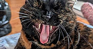 Princesse participe au concours pour gagner de l'argent avec cette photo : blanket, cat, close_up, cozy, curtain, fur, furniture, indoor, living_room, mouth_open, nap_time, pet, playful, portrait, relaxed, teeth, tongue, tortoiseshell_cat, whiskers, yawning