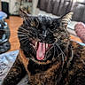 Princesse participe au concours pour gagner de l'argent avec cette photo : blanket, cat, close_up, cozy, curtain, fur, furniture, indoor, living_room, mouth_open, nap_time, pet, playful, portrait, relaxed, teeth, tongue, tortoiseshell_cat, whiskers, yawning