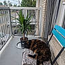 Princesse a rejoint le concours — aidez-le/la à gagner de superbes lots ! animal, balcony, blanket, blue_chair, cat, chair, daytime, green_plant, outdoor, pet, potted_plant, quiet, railing, relaxation, residential, sleeping, street, tortoiseshell_cat, tree, urban