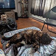 Princesse a rejoint le concours — aidez-le/la à gagner de superbes lots ! cat, tortoiseshell, sleeping, blanket, living_room, coffee_table, remote_control, decorative_item, television, glass_cabinet, bottles, wood_floor, chair, curtains, window, indoor, furniture, resting, pet, cozy