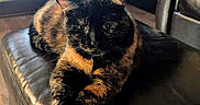 Princesse a rejoint le concours — aidez-le/la à gagner de superbes lots ! animal, cat, cozy, crossed_paws, cute, domestic, ears, eyes, feline, fur, furniture, home, indoor, leather, living_room, ottoman, pet, relaxed, tortoiseshell, whiskers