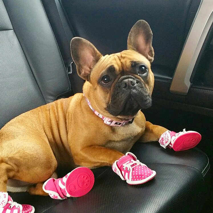 Maddison is registered to the contest to win money with this photo: bulldog, canidae, car, carnivore, companion_dog, dog, dog_breed, ear, fawn, french_bulldog, mammal, non_sporting_group, pink, puppy, puppy_love, snout, toy_bulldog, toy_dog, vehicle, vertebrate