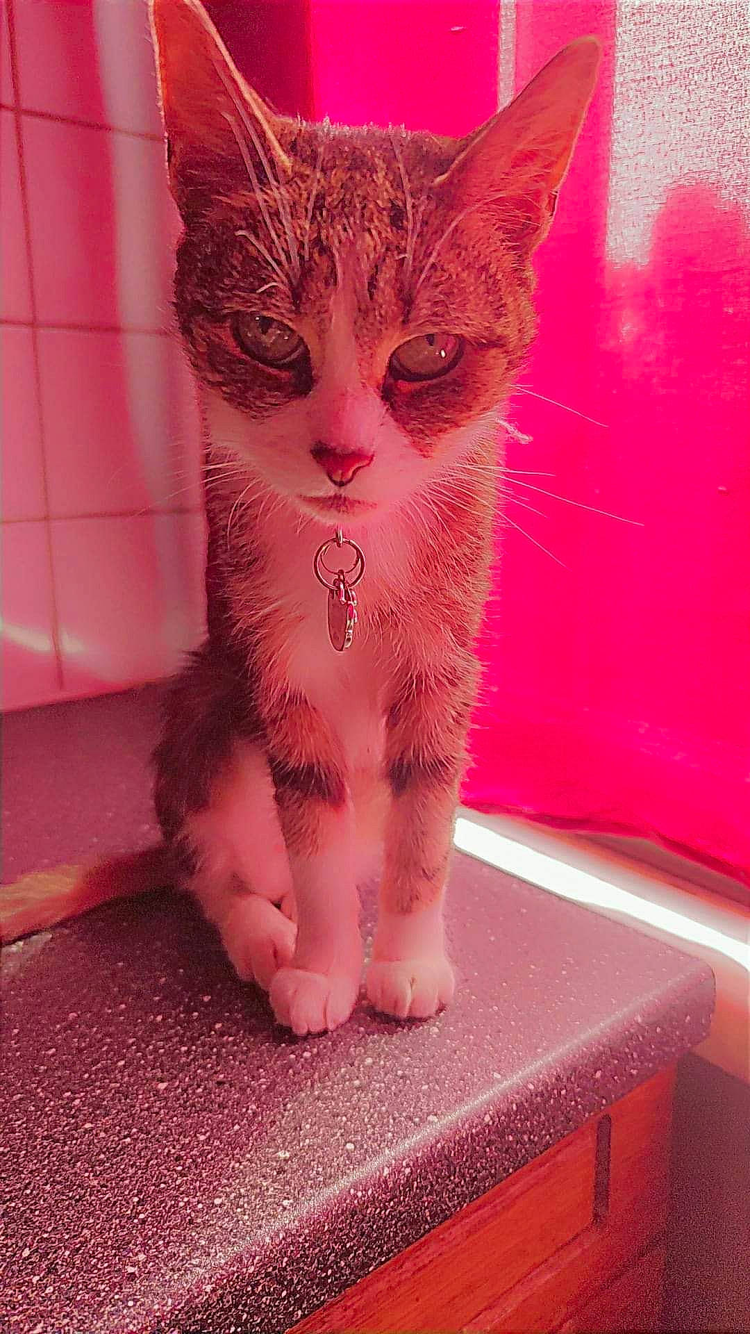 Louna participe au concours pour gagner de l'argent avec cette photo : art, carnivore, cat, claw, domestic_short_haired_cat, eye, fawn, felidae, foot, fur, magenta, nail, paw, pink, small_to_medium_sized_cats, snout, tail, terrestrial_animal, whiskers, window