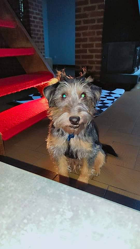 Ahro participe au concours pour gagner de l'argent avec cette photo : airedale_terrier, canidae, carnivore, companion_dog, dog, dog_breed, flooring, fur, hardwood, lakeland_terrier, small_terrier, snout, sporting_group, terrier, wood, working_animal