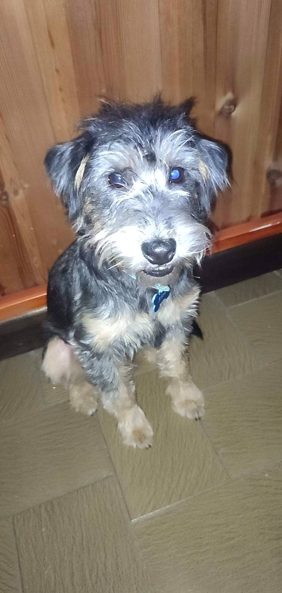 Ahro a rejoint le concours — aidez-le/la à gagner de superbes lots ! canidae, carnivore, companion_dog, dog, dog_breed, flooring, fur, hardwood, maltepoo, schnauzer, small_terrier, snout, sporting_group, standard_schnauzer, terrier, toy_dog, water_dog, wood, working_animal, yorkipoo