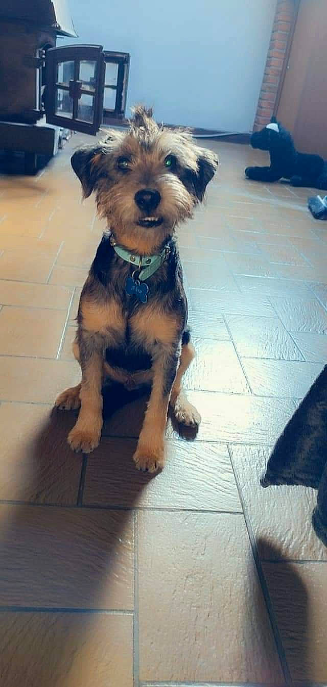 Ahro a rejoint le concours — aidez-le/la à gagner de superbes lots ! carnivore, companion_dog, dog, dog_breed, dog_clothes, dog_collar, dog_supply, flooring, fur, leash, paw, small_terrier, snout, tail, terrier, toy_dog, water_dog, working_animal, working_terrier, yorkipoo