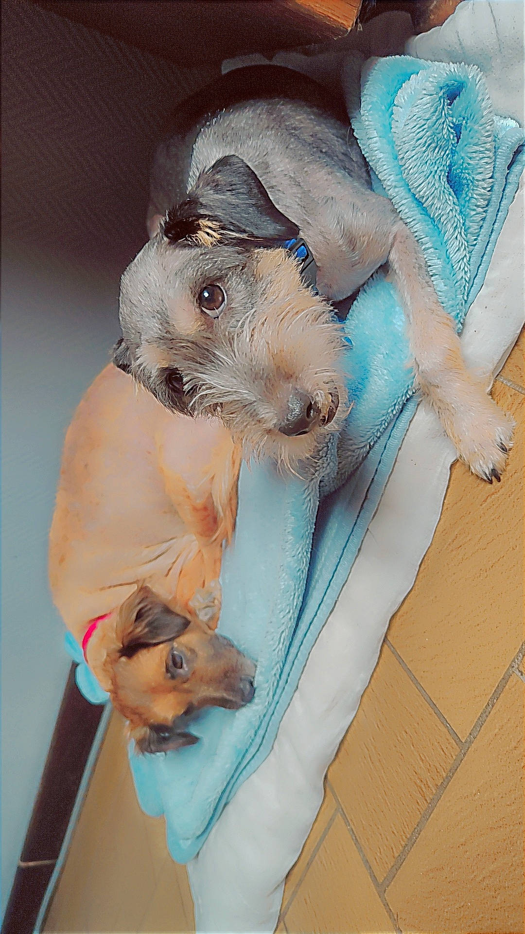 Boyka Et Ahro participe au concours pour gagner de l'argent avec cette photo : canidae, carnivore, chinese_crested_dog, comfort, companion_dog, dog, dog_breed, dog_clothes, dog_supply, fawn, fur, pet_supply, schnauzer, small_terrier, snout, sporting_group, terrier, toy_dog, whiskers, working_animal