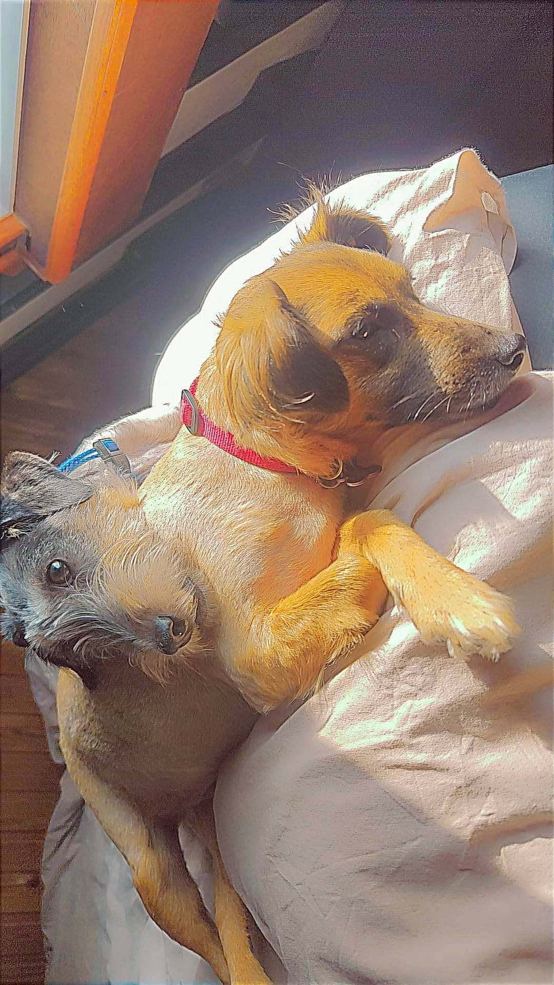 Boyka Et Ahro a rejoint le concours — aidez-le/la à gagner de superbes lots ! canidae, carnivore, collar, companion_dog, dog, dog_breed, dog_supply, eyewear, fawn, felidae, fur, mammal, paw, sporting_group, sunglasses, tail, toy_dog, whiskers, working_animal, wrinkle