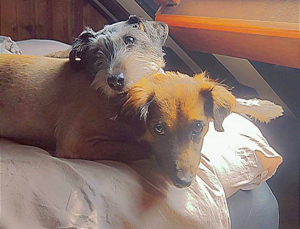 Boyka Et Ahro a rejoint le concours — aidez-le/la à gagner de superbes lots ! canidae, carnivore, comfort, companion_dog, dog, dog_breed, fawn, flooring, fur, guard_dog, puppy, sporting_group, terrestrial_animal, toy_dog, whiskers, windshield, wood, working_animal, working_dog