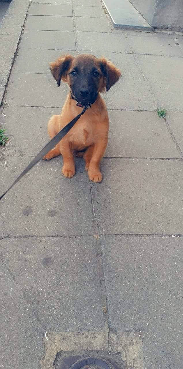 Boyka participe au concours pour gagner de l'argent avec cette photo : asphalt, carnivore, collar, companion_dog, concrete, dog, dog_breed, dog_collar, dog_supply, fawn, flooring, leash, paw, pet_supply, road_surface, snout, sporting_group, tail, toy_dog, working_animal