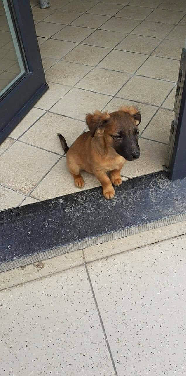 Boyka a rejoint le concours — aidez-le/la à gagner de superbes lots ! asphalt, canidae, carnivore, collar, companion_dog, dog, dog_breed, dog_supply, fawn, floor, flooring, liver, paw, pet_supply, road_surface, sidewalk, snout, tail, toy_dog, working_animal