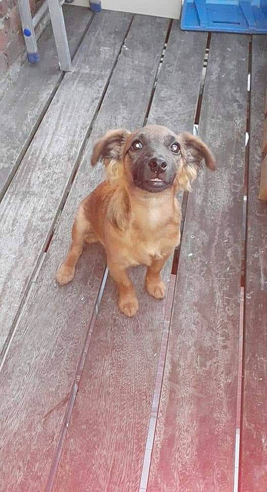 Boyka a rejoint le concours — aidez-le/la à gagner de superbes lots ! canidae, carnivore, companion_dog, dog, dog_breed, fawn, flooring, hardwood, liver, paw, pet_supply, snout, sporting_group, street_dog, tail, toy_dog, whiskers, wood, wood_stain, working_animal