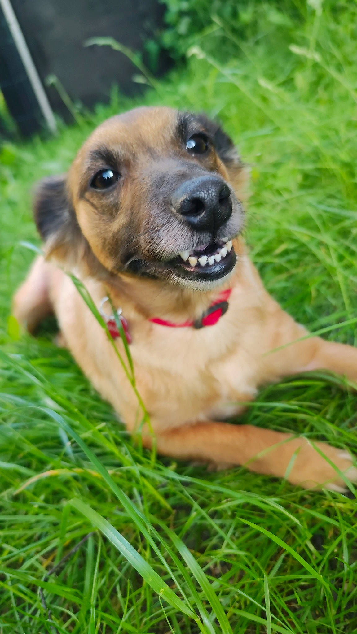 Boyka participe au concours pour gagner de l'argent avec cette photo : carnivore, collar, companion_dog, dog, dog_breed, dog_collar, fawn, fur, grass, grassland, guard_dog, liver, pet_supply, plant, snout, sporting_group, terrestrial_animal, whiskers, working_animal, working_dog