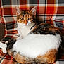 Amaya participe au concours pour gagner de l'argent avec cette photo : cat, calico, animal, pet, feline, plaid, chair, pattern, orange, white, black, brown, fur, domestic, indoor, resting, curled_up, eyes, cute, cozy