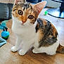 Amaya a rejoint le concours — aidez-le/la à gagner de superbes lots ! cat, kitten, calico, pet, indoor, wooden_floor, toy, curious, animal, feline, whiskers, ears, tail, fur, domestic, playful, young, closeup, household, cute