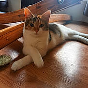 Amaya a rejoint le concours — aidez-le/la à gagner de superbes lots ! cat, indoor, wooden_floor, furniture, window, relaxed, pet, animal, domestic, crossed_paws, calm, brown, white, black, natural_light, home, floor, closeup, laying_down, cozy