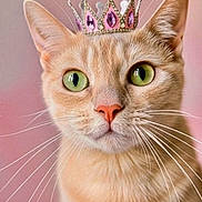 Grace Kelly is registered to the contest to win money with this photo: cat, ginger_cat, crowned_cat, pet, animal, feline, close_up, portrait, green_eyes, whiskers, ears, pink_nose, fur, orange_fur, royalty, crown, sparkly, pink_background, front_facing, adorable