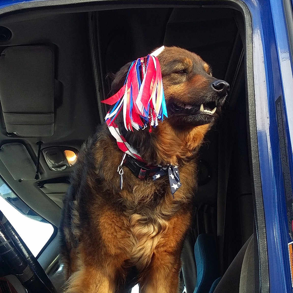 Madison  joined the competition — help win amazing prizes! automotive_exterior, canidae, car, carnivore, dog, dog_breed, sporting_group, vehicle, vehicle_door