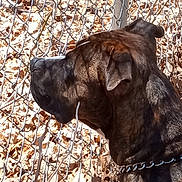 Tigger is registered to the contest to win money with this photo: dog, brindle, chain_collar, fence, chain_link_fence, leaves, outdoor, side_profile, pet, animal, close_up, nature, daylight, ears, snout, fur, looking, background, ground, watching