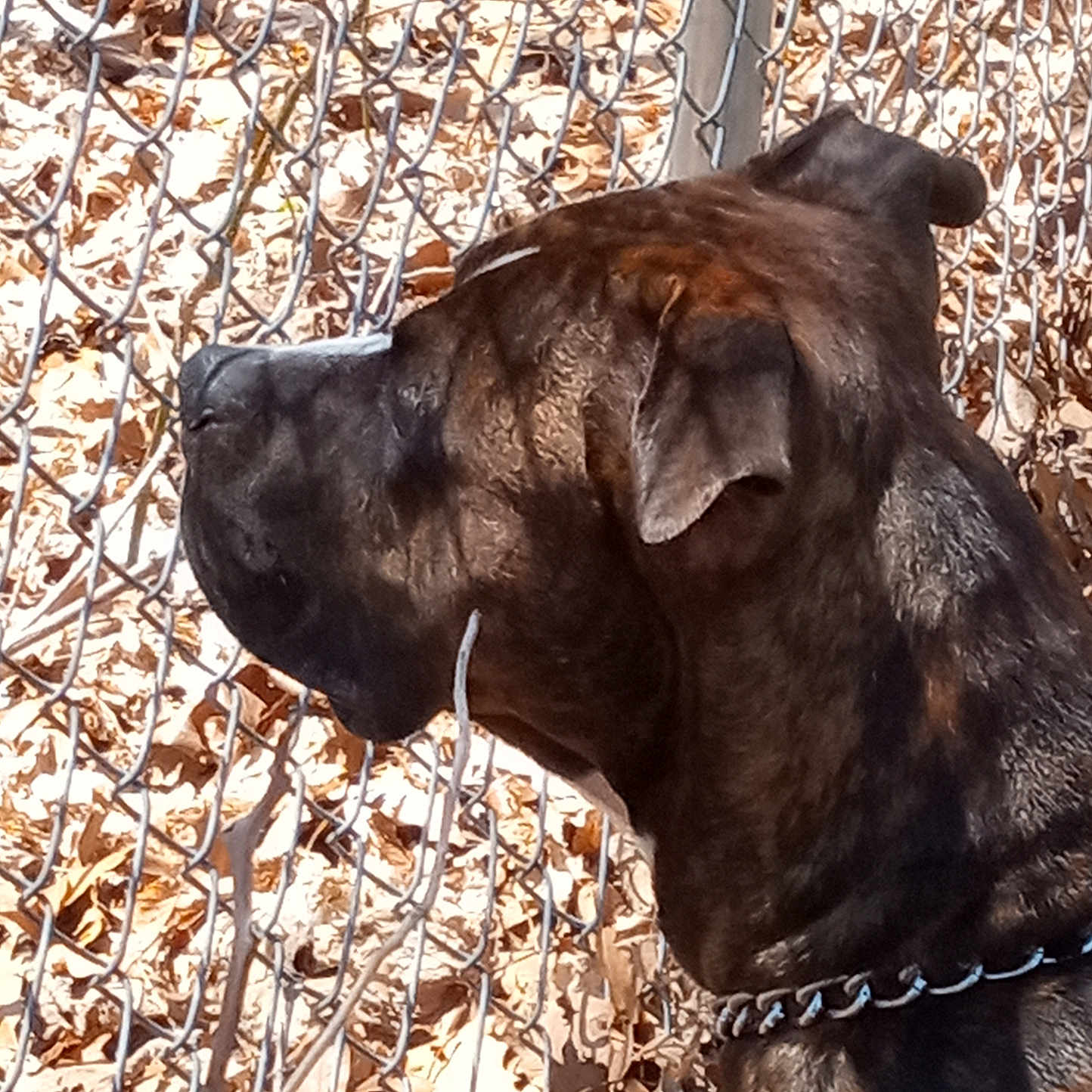 Tigger is registered to the contest to win money with this photo: animal, background, brindle, chain_collar, chain_link_fence, close_up, daylight, dog, ears, fence, fur, ground, leaves, looking, nature, outdoor, pet, side_profile, snout, watching