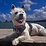 Asha joined the competition — help win amazing prizes! dog, pet, white_fur, harness, collar, panting, tongue_out, paw, ears, blue_sky, clouds, water, dock, concrete, outdoor, sunlight, portrait, close_up, happy, fur_texture